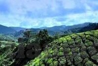 人妻1-角色与成长，人妻1的细腻旅程